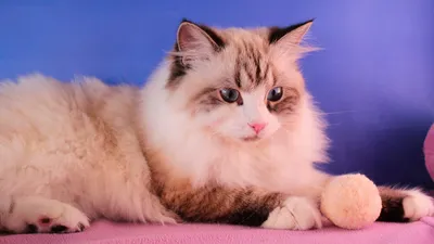 Невская маскарадная кошка: фото, характер, описание породы