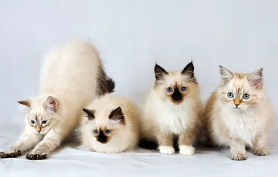 Невская маскарадная кошка: фото, характер, описание породы | WHISKAS®