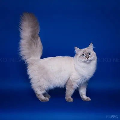 Невская маскарадная кошка (70 фото)