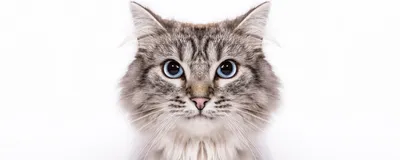 Невская маскарадная - описание породы кошек: характер, особенности  поведения, размер, отзывы и фото - Питомцы Mail.ru