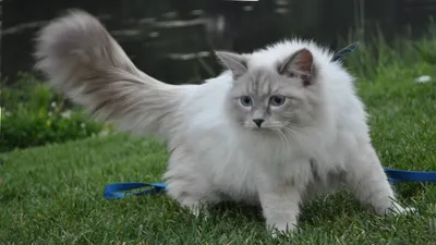 Невская маскарадная кошка - Всё о кошках