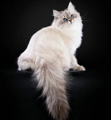 Невская маскарадная - «Гипоаллергенная порода кошек или как выбрать кошку  для души!» | отзывы
