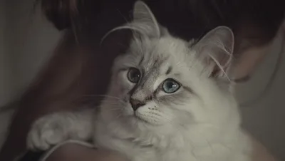 Невская маскарадная кошка: фото, характер, описание породы | WHISKAS®