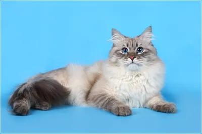 Невская маскарадная кошка | Пикабу