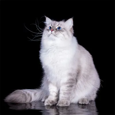 Ceramic Fauna Фигурка невская маскарадная кошка фарфор
