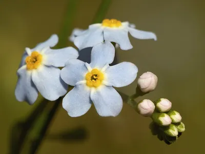 Незабудка — Википедия