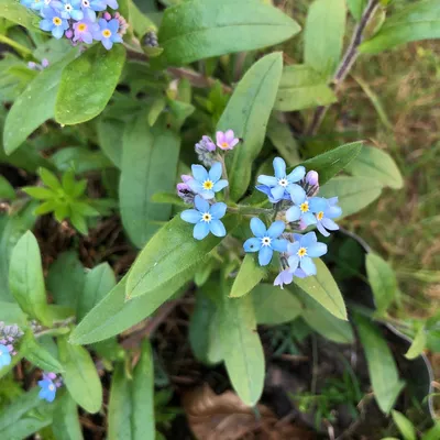 Незабудка лесная (Myosotis sylvatica) - PictureThis