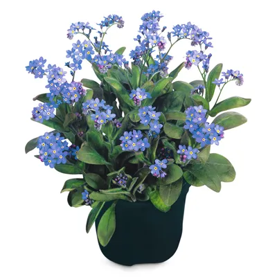 Незабудка лесная синяя - купить рассада цветов с доставкой по Украине в  магазине Добродар