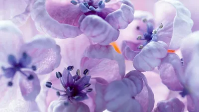 Нежно фиолетовый фон (63 фото) | Лавандовый цвет, Фиолетовые цветы,  Сиреневые цветы
