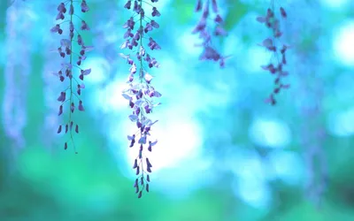 Нежные Фиолетовые Цветы Ползучего Колокольчика Aka Bluebell — стоковые  фотографии и другие картинки Абстрактный - iStock