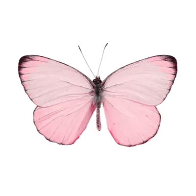 Нежно Розовые Бабочки Картинки фотографии