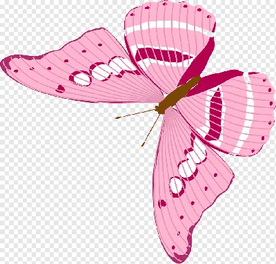 Бабочки на глянцевой фотобумаге для вырезания и создания букетов из бабочек  и композиций - купить с доставкой по выгодным ценам в интернет-магазине  OZON (888612469)