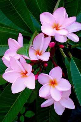 Нежные цветы Мияко Комурой | Блог о фотографии | Команда foto.by