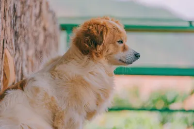 хаски красивые картинки 2019, собака обои, картинка маламута, собака фон  картинки и Фото для бесплатной загрузки