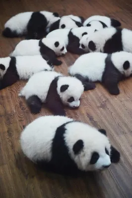 Милые панды для срисовки - 97 фото