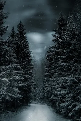 Ночь, зима, лес | Пикабу