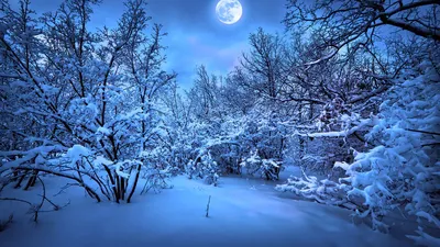 Картинка зима. Снег, ночь, ели, ёлки, месяц. | Природа, Зима, Ели