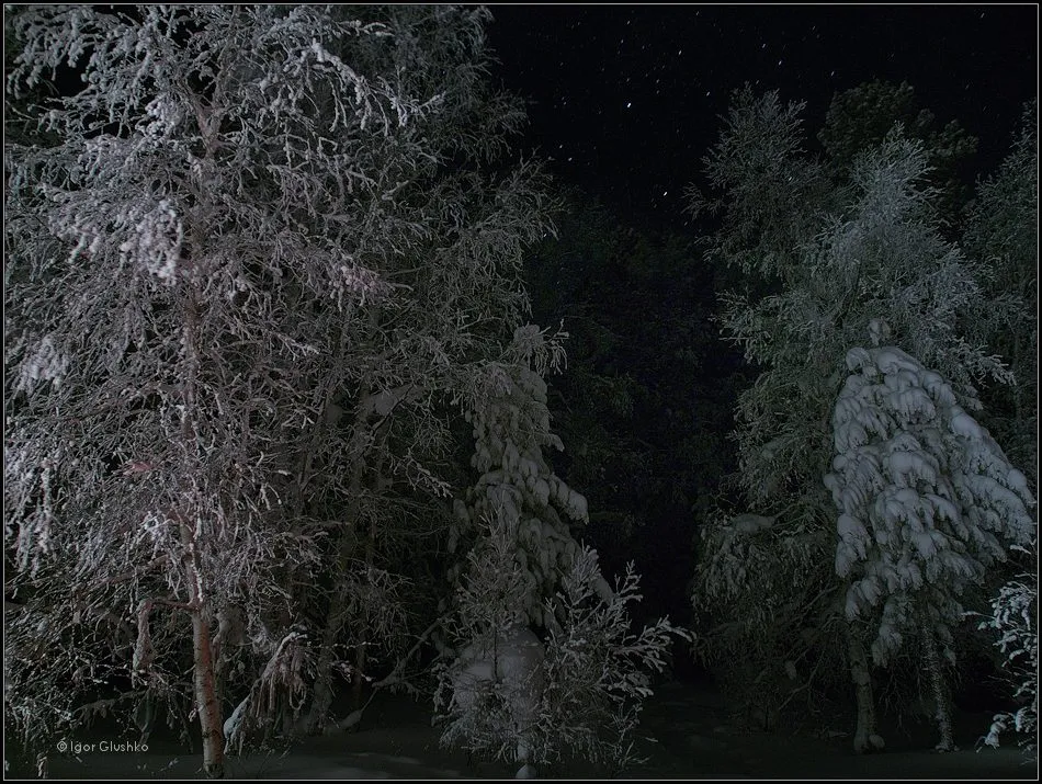 Ночь в тайге рассказ. Зимний лес ночью. Тайга зима ночь. Тайга зимой ночью. Снежная Тайга ночью.