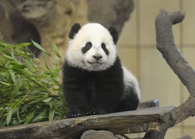 Милая панда с подарком на новый …» — создано в Шедевруме