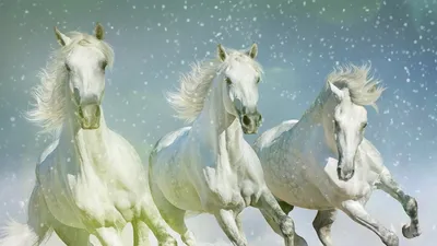 Новогодний плакат Мир поздравлений Дед Мороз и тройка лошадей двусторонний  купить по цене 153 ₽ в интернет-магазине Детский мир