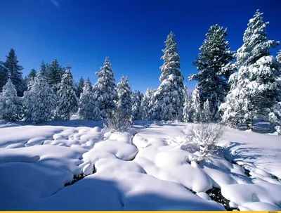 Картинки Олени Рождество санках Зима Природа Санта-Клаус Небо луны