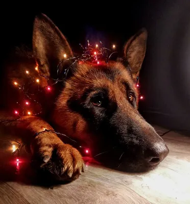 Фото Собаки Новый год на ветке Электрическая гирлянда Взгляд