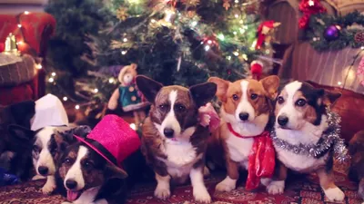 5 причин не дарить собаку на Новый год — Dogue.blog