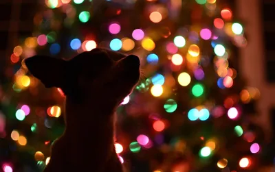 Открытка с сайта Davno.ru рубрики Новогодние открытки по теме 2018, год  собаки, новогодние картинки. | Животные, Собаки, Новогодние открытки