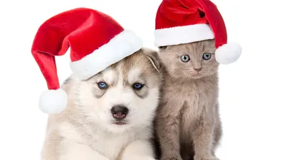 Мужские новогодние носки год собаки (ID#613127565), цена: 122 ₴, купить на  Prom.ua