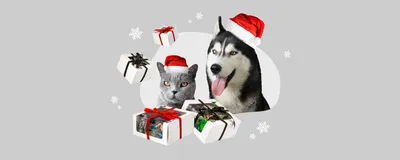 Салон Собачьего Совершенства. Салон для собак и кошек - Как выбрать лучший  новогодний костюм для собаки Новый год – это самый семейный праздник, ждут  его не только взрослые и детишки, но и