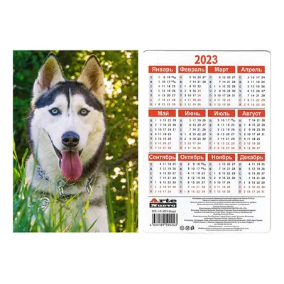 Календарь очаровательный домашний офисный календарь для собак, новогодние  подарки, настенный календарь Dean The Basset на 2023 год – лучшие товары в  онлайн-магазине Джум Гик