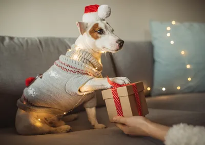 Подвеска на рождественскую елку, милый щенок из смолы, акриловая собака,  каплевидное украшение, 2023 год, новогодние празднивечерние принадлежности,  украшение для комнаты, рождественский подарок | AliExpress