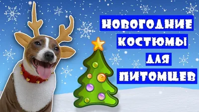 Парад собак в новогодних костюмах прошел в Челябинске
