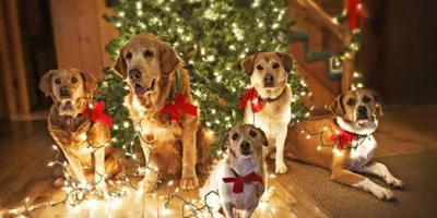 Фото шпица собака Рождество Елка Шар животное Праздники 2559x1920