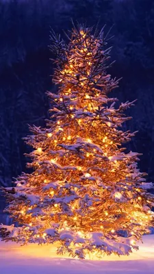 Pin by Nursulu Naurizbaeva on iPhone 5s | Christmas tree wallpaper, Hanging  christmas lights, Christmas aesthetic