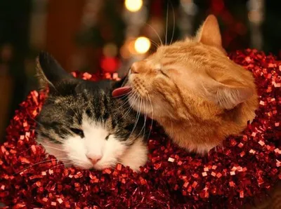 Обои на рабочий стол Новогодние романтичные котики в красной мишуре, обои  для рабочего стола, скачать обои, обои бесплатно