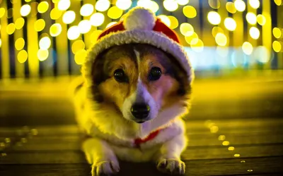 новогодние собаки 34 | Cute animals puppies, Corgi, Cute animals