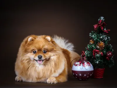 Фото шпица собака Рождество Елка Шар животное Праздники 2559x1920
