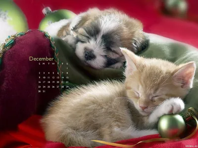 Фотогалерея \"Новогодние котята\" - \"Котенок в ногодних подарках\" - Фото котят
