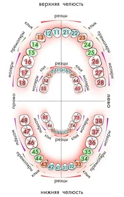 Нумерация (номера) зубов в стоматологии – схема у взрослых, как считать зубы  по номерам