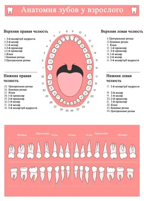 Нумерация зубов в стоматологии в картинках фотографии