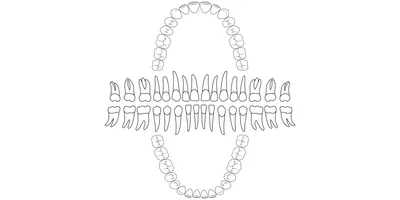 Почему стоматологи говорят 41 зуб, если у человека их всего 32 | Рустем  Галиуллин | Дзен