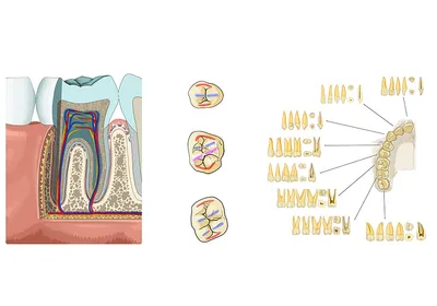Первая стоматологическая помощь - Стоматология Ренессанс Дент