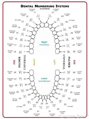 Нумерация зубов в стоматологии схема (взрослые, дети)