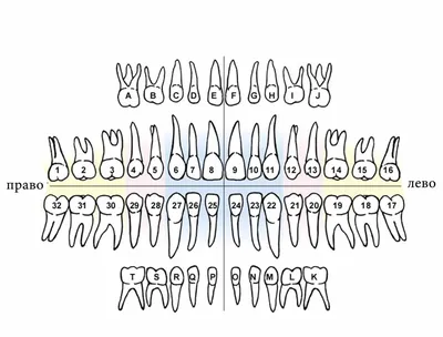 Нумерация и название зубов у детей и взрослых в стоматологии