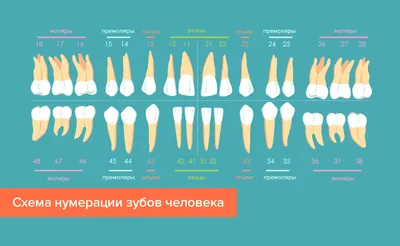 Зубы человека – строение, фото, нумерация и расположение | Сколько зубов у  человека?