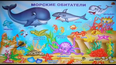 5 самых необычных обитателей Черного моря: животные, которые редко  встречаются туристам