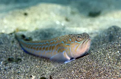 Опасные обитатели Красного моря | Рыбы Красного моря