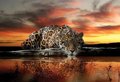 Фото обои Животные Кошки Ягуар 254x184 см 3D Отражение леопарда в воде  (126P4)+клей (ID#1217507864), цена: 850 ₴, купить на Prom.ua