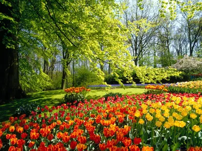 Скачать обои Весна, весенний парк, цветущие деревья на рабочий стол из  раздела картинок Красивые картинки весны